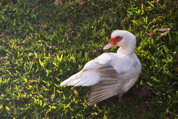 Canard Debout Côté Étang — Photo