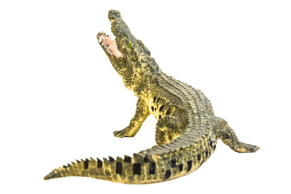 Krokodil Izolált Háttérrel — Stock Fotó