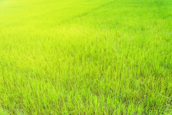Beautiful Golden Green Paddy Rice Seeds Field Ear Rice — Φωτογραφία Αρχείου