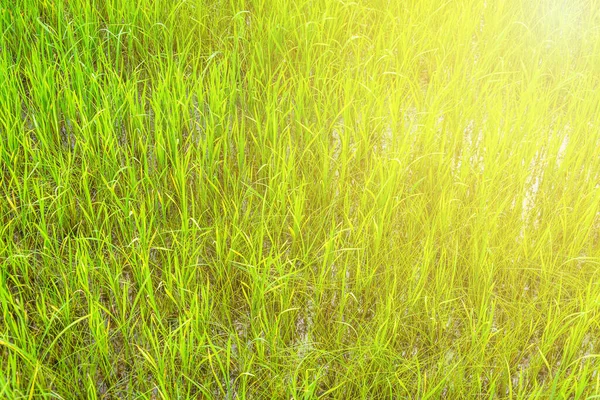 Beautiful Golden Green Paddy Rice Seeds Field Ear Rice — Stock Fotó
