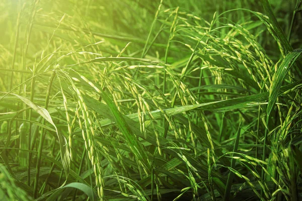 Beautiful Golden Green Paddy Rice Seeds Field Ear Rice — Stock Fotó