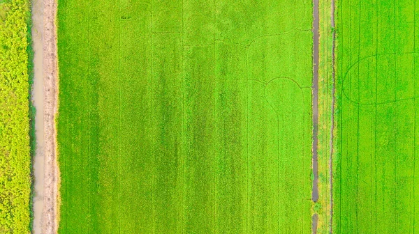 Top View Beautiful Golden Green Paddy Rice Seeds Field Ear — Zdjęcie stockowe