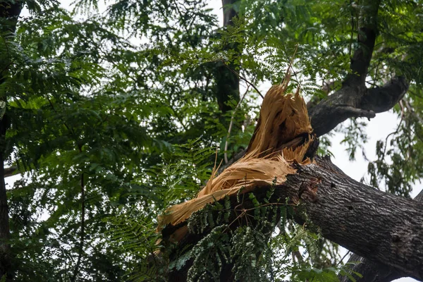 The tree was destroyed by the storm\'s intensity .