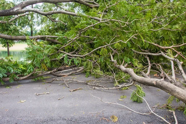 The tree was destroyed by the storm's intensity .