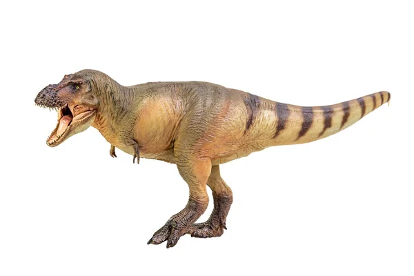 Динозавр Тираннозавр Рекс Белом Изолированном Фоне — стоковое фото