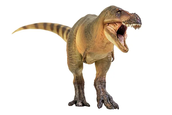 Tyrannosaurus Rex Dinosaur White Isolate Background Clipping Path — ストック写真