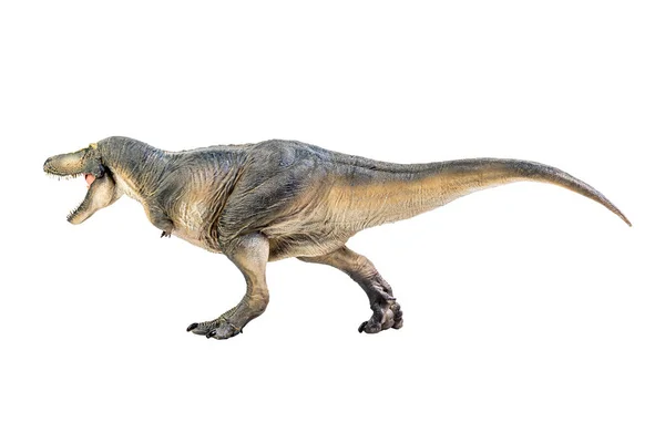Тарбозавр Динозавр Білому Ізольованому Фоновому Шляху — стокове фото