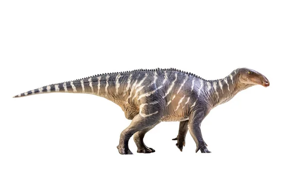 Iguanodon Dinosaur White Isolate Background Clipping Path — Foto de Stock