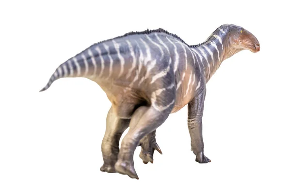 Iguanodon Dinosaur Λευκό Απομονωμένο Φόντο Διαδρομή Αποκοπής — Φωτογραφία Αρχείου