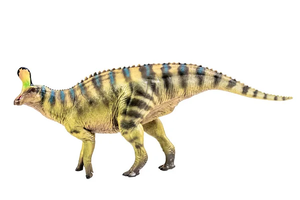 Tsintaosaurus Spinorhinus Dinosaur White Isolate Background Clipping Path — Zdjęcie stockowe