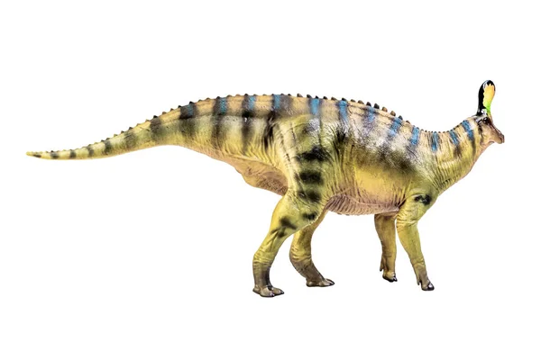 Tsintaosaurus Spinorhinus Dinosaur White Isolate Background Clipping Path — Fotografia de Stock