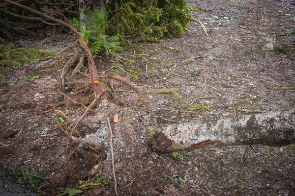Δέντρο Είχε Καταστραφεί Από Την Ένταση Της Καταιγίδας — Φωτογραφία Αρχείου