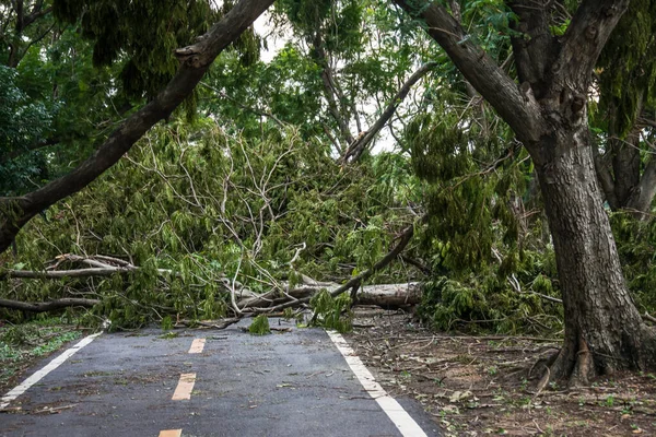 The tree was destroyed by the storm\'s intensity .