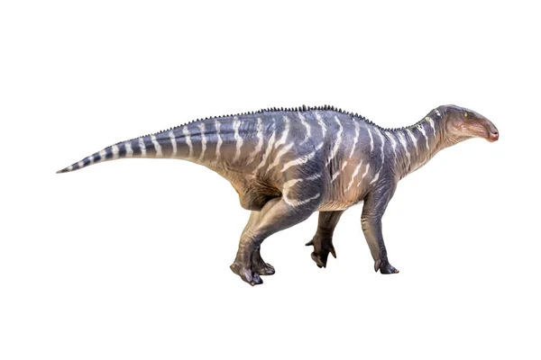 Игуанодон Динозавр Белом Изолированном Фоне — стоковое фото