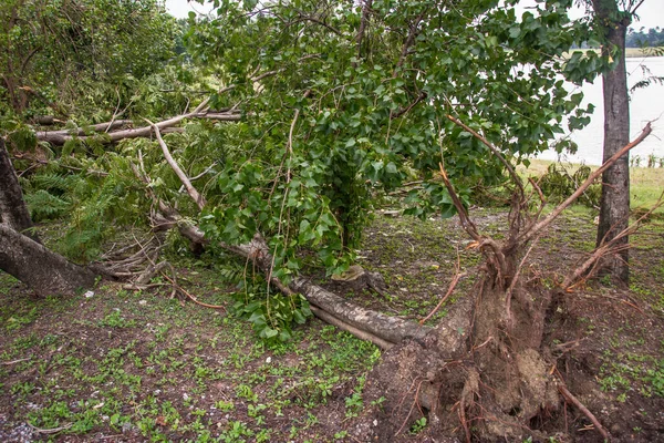 The tree was destroyed by the storm\'s intensity .