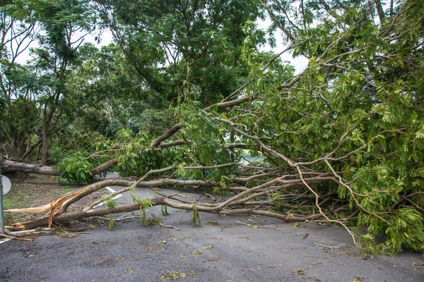 The tree was destroyed by the storm\'s intensity .