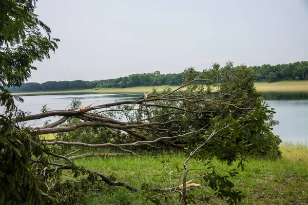 The tree was destroyed by the storm\'s intensity .