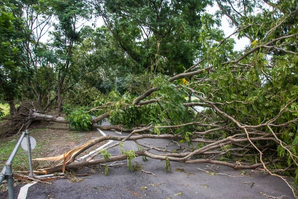 The tree was destroyed by the storm's intensity .