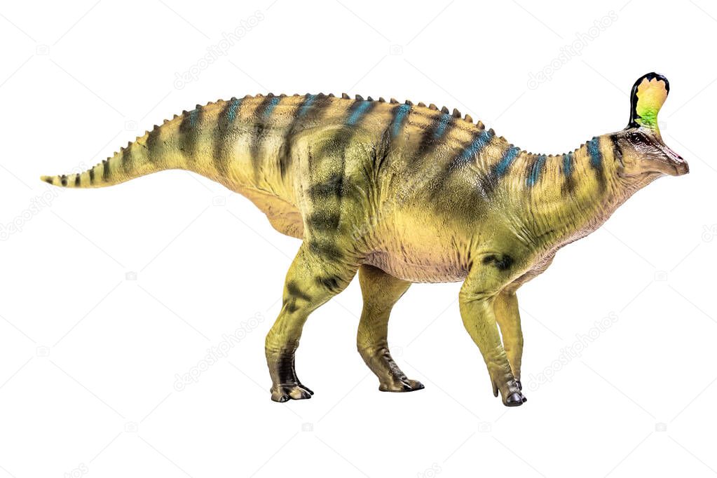Tsintaosaurus Spinorhinus Dinosaur on white isolate background Clipping path