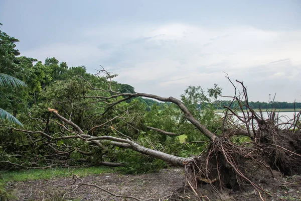 The tree was destroyed by the storm\'s intensity .