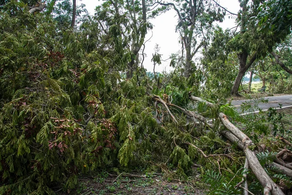 The tree was destroyed by the storm\'s intensity .