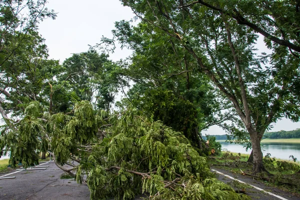 The tree was destroyed by the storm\'s intensity .