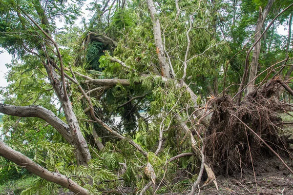 The tree was destroyed by the storm\'s intensity .