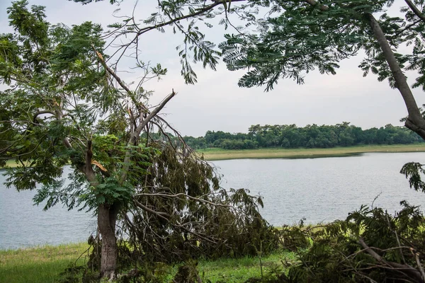 The tree was destroyed by the storm\'s intensity .