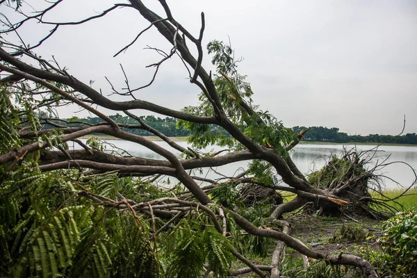 The tree was destroyed by the storm\'s intensity .