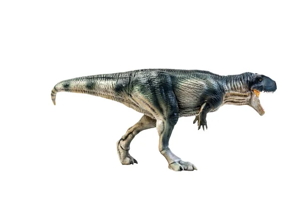 Δεινόσαυρος Giganotosaurus Απομονωμένη Διαδρομή Απόληξης Υποβάθρου — Φωτογραφία Αρχείου