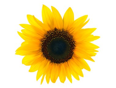 Güneş floweron beyaz