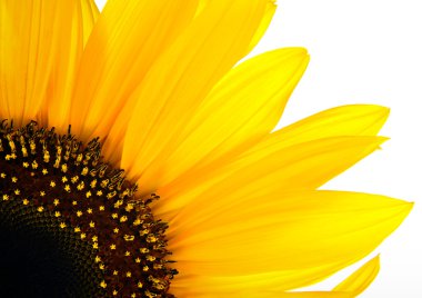 Sun flower arka plan