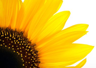 Sun flower background clipart