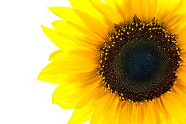 Sun flower closeup clipart
