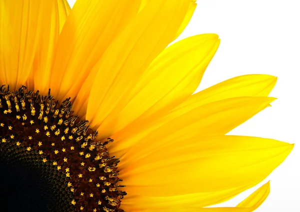 Sonnenblumen Hintergrund — Stockfoto