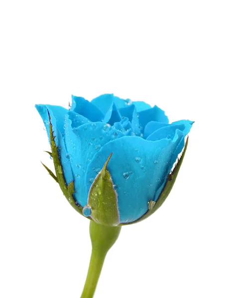 Rosa azul com gotas de água no branco — Fotografia de Stock