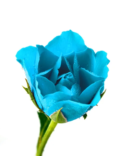 Rosa azul com gotas de água — Fotografia de Stock