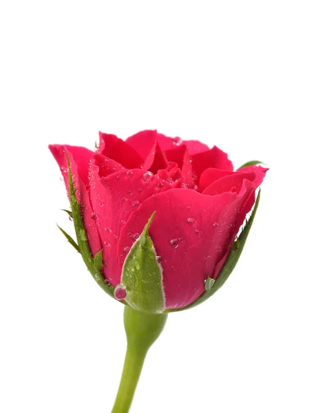 Rosa rossa con goccioline d'acqua su bianco — Foto Stock