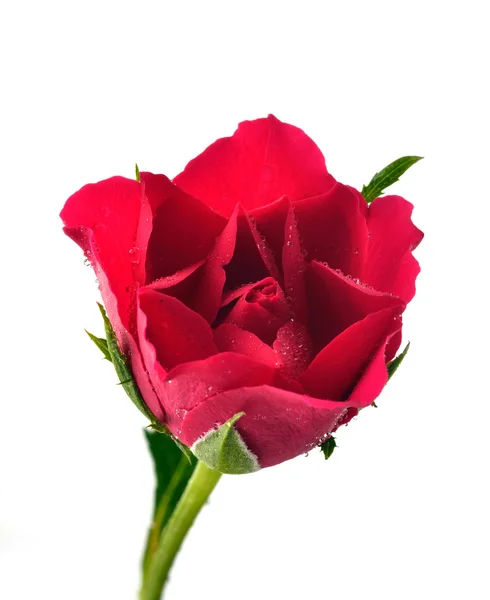 Rosa rossa con goccioline d'acqua — Foto Stock