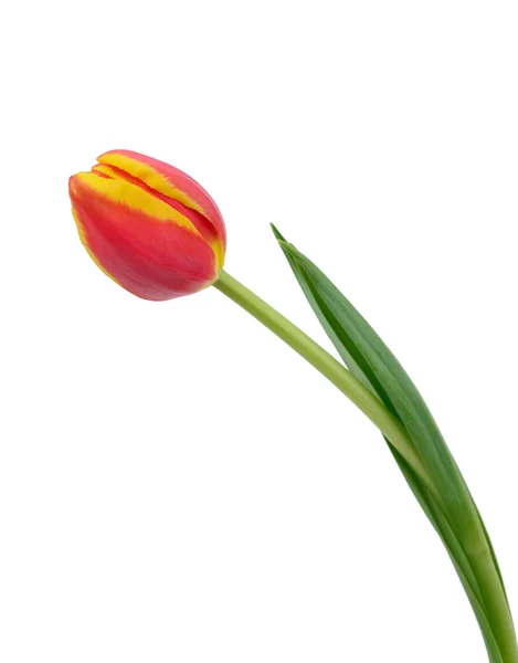 Linda tulipa isolada — Fotografia de Stock