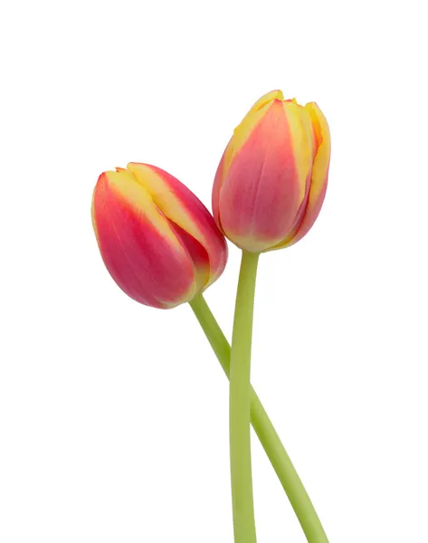 Two tulips on white — Stock Photo, Image