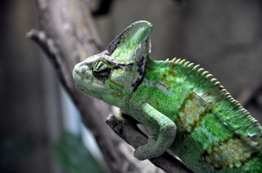 Bukalemun dallar üzerinde