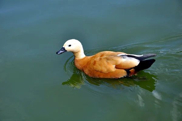 Güzel parlak ördek — Stok fotoğraf
