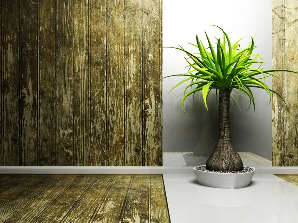 Una bonita palmera en el cuarto oscuro — Foto de Stock