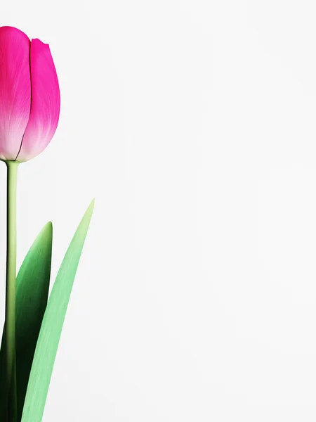 Tulipán fehér háttér — Stock Fotó
