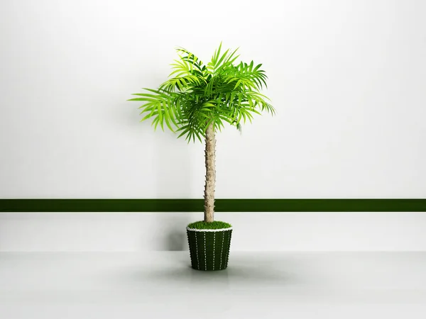 Boş odada yeşil palmiye — Stok fotoğraf