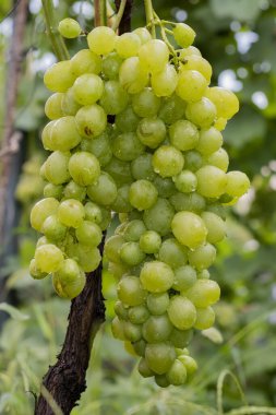 Grape. Large bunch of grapes.