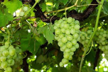 Grape. Bunch of grapes. Large grapes.