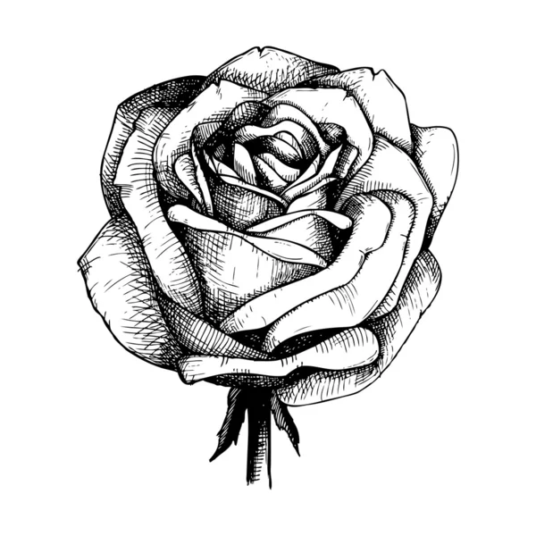 Illustrations dessinées à la main de fleur de rose — Image vectorielle