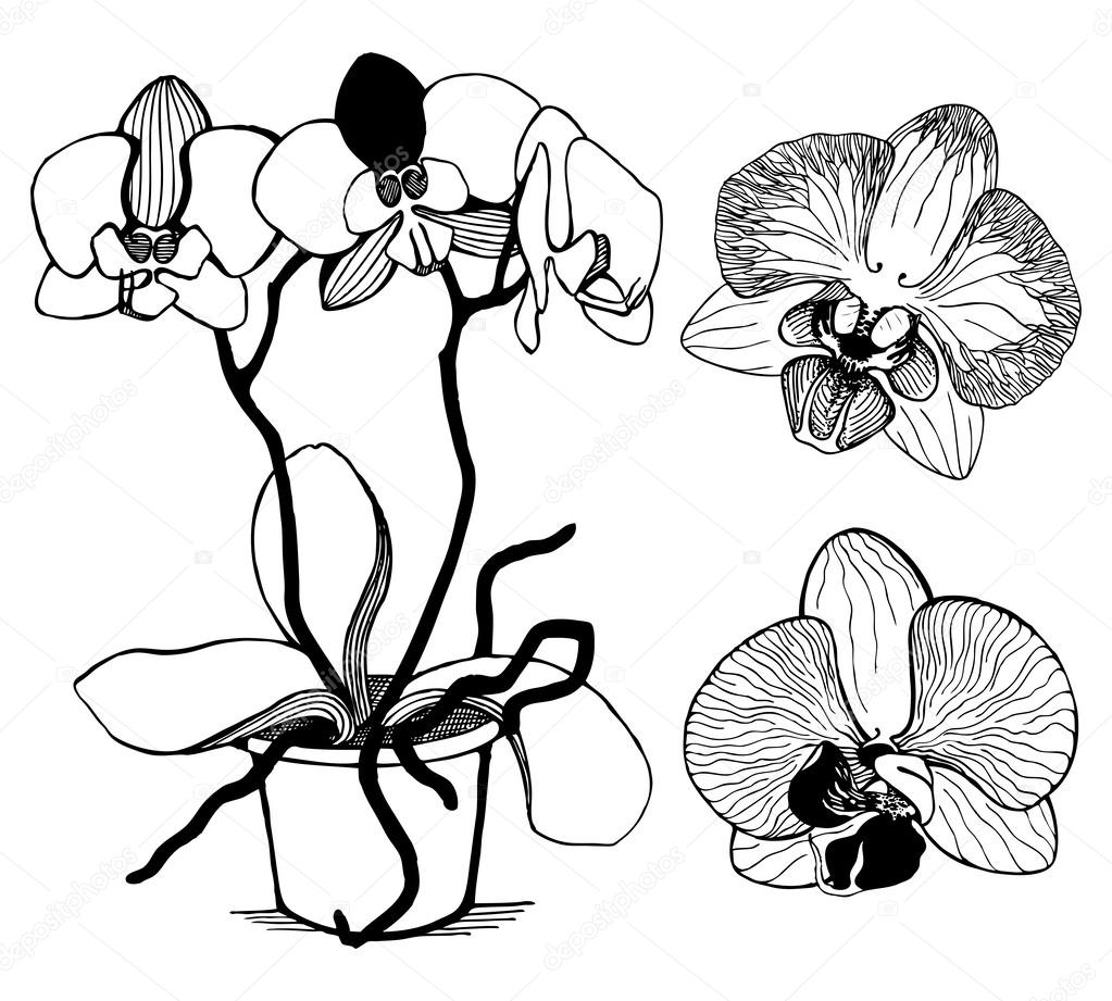 Vector set of hand drawn orchid flowers